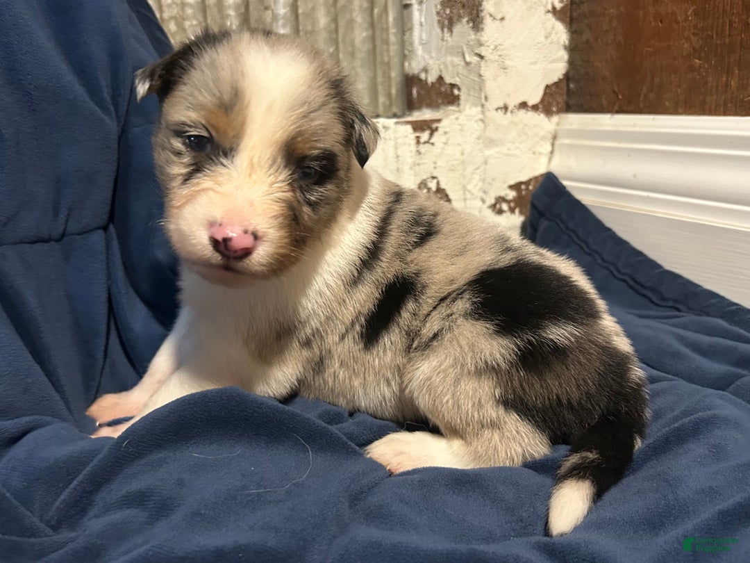 Australian Shepherd dogs for sale: Ruth - Ad 38