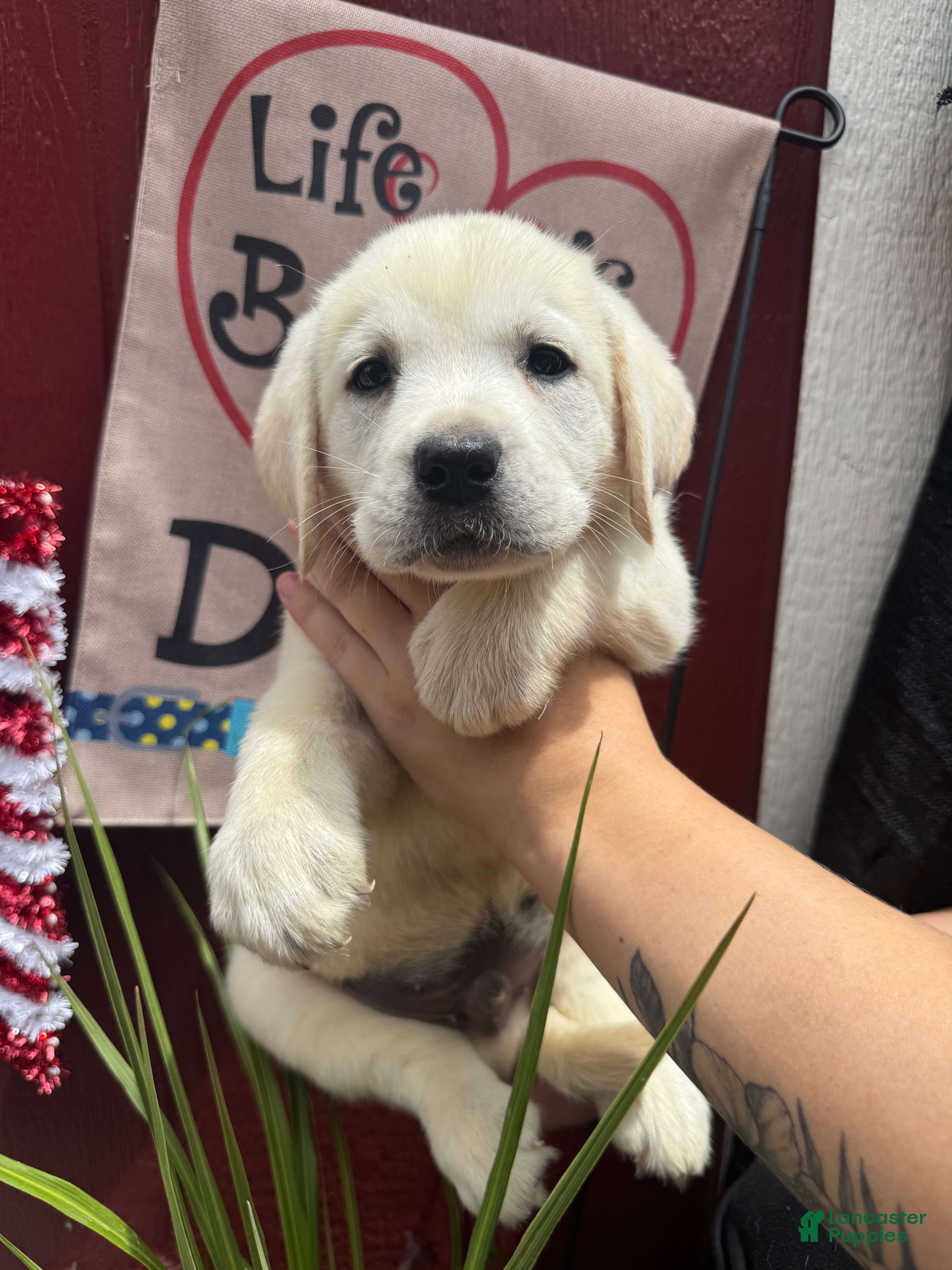 Labrador Retriever dogs Labrador Retriever Puppy 2 - Ad 2