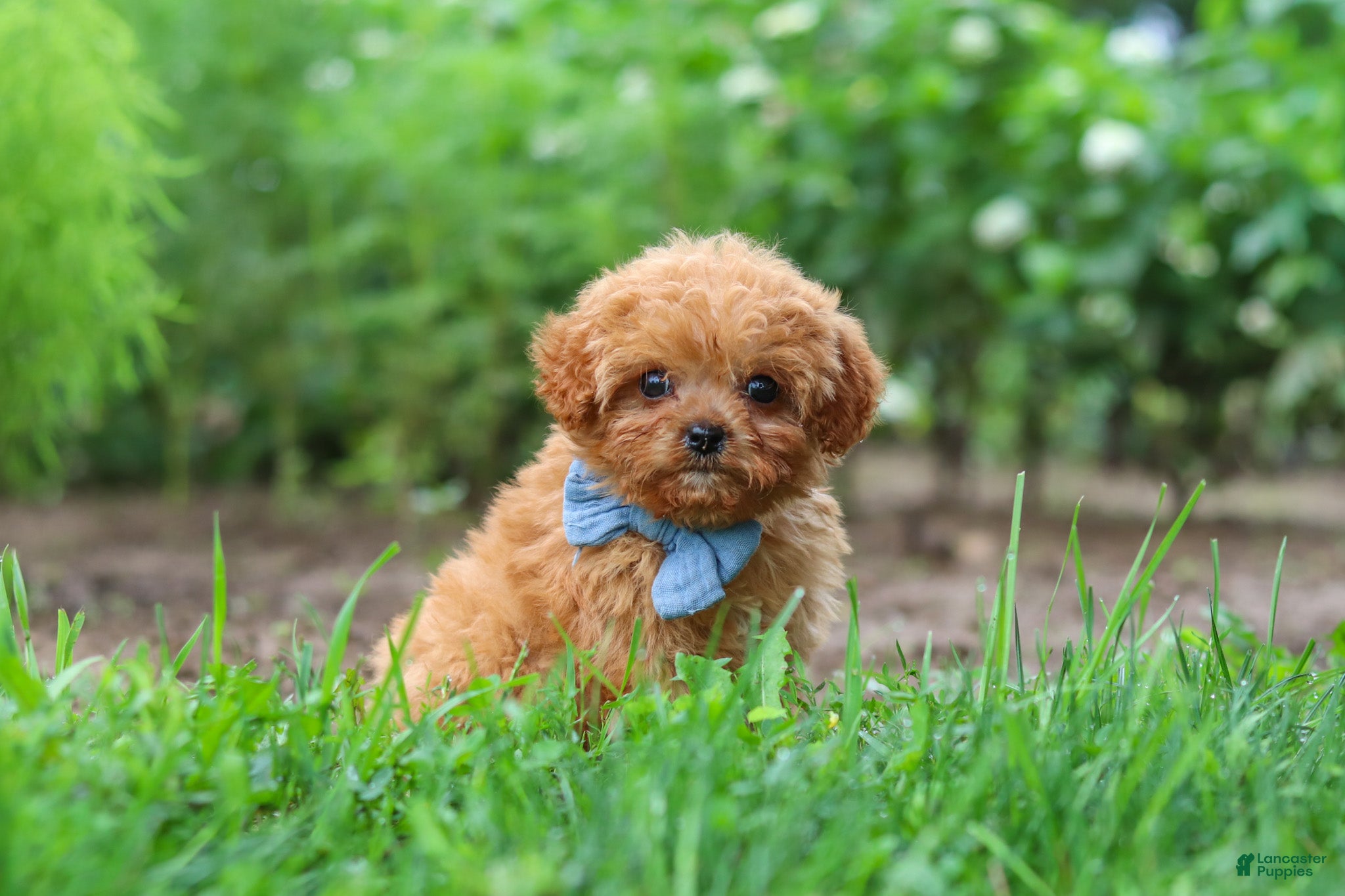 Cavapoo dogs Luca - Ad 2