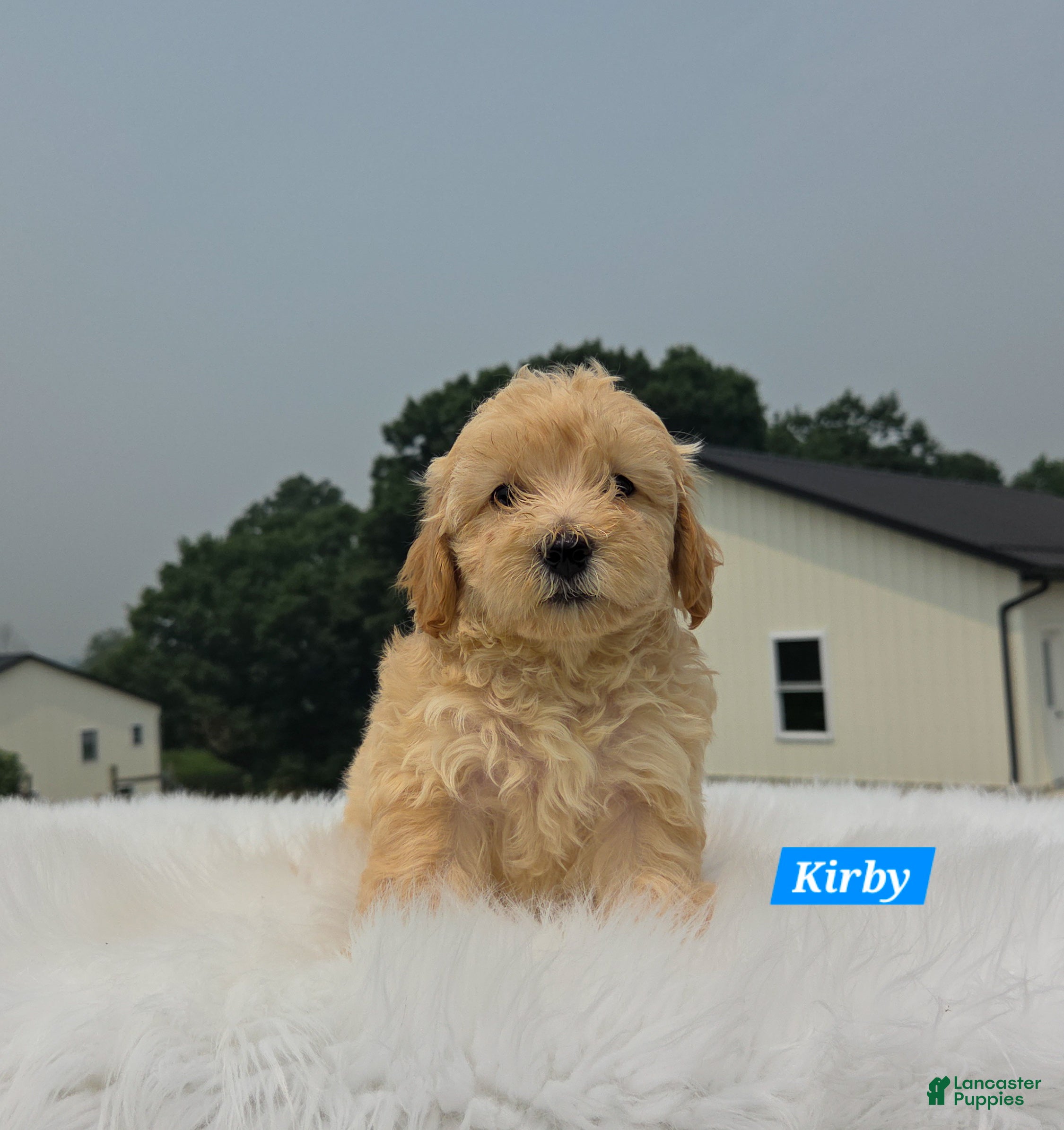 Maltipoo dogs Kirby - Ad 2