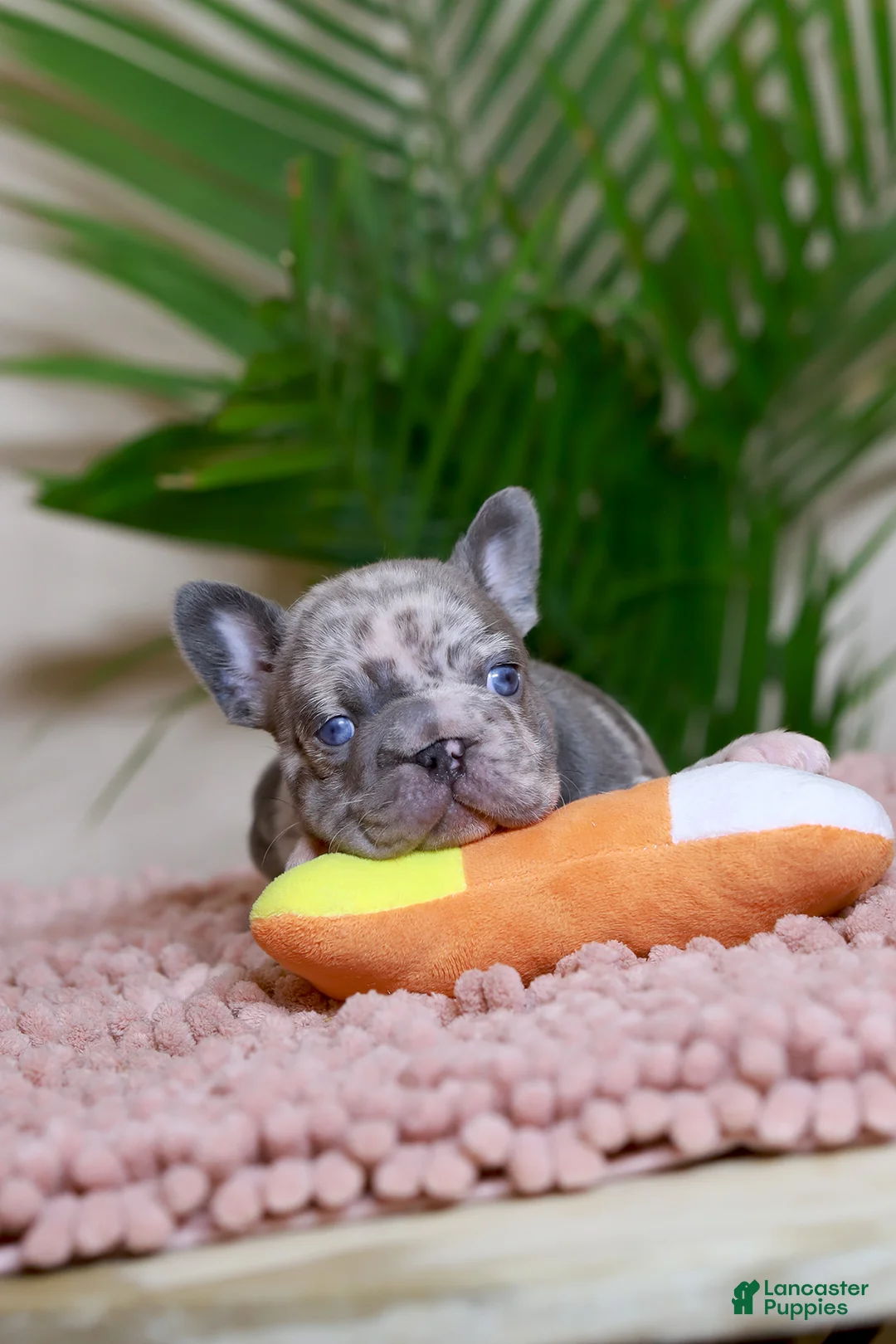 French Bulldog dogs for sale: ROSE - Ad 4