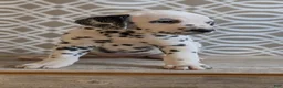 Dalmatian dogs for sale: Morgan - Ad 8
