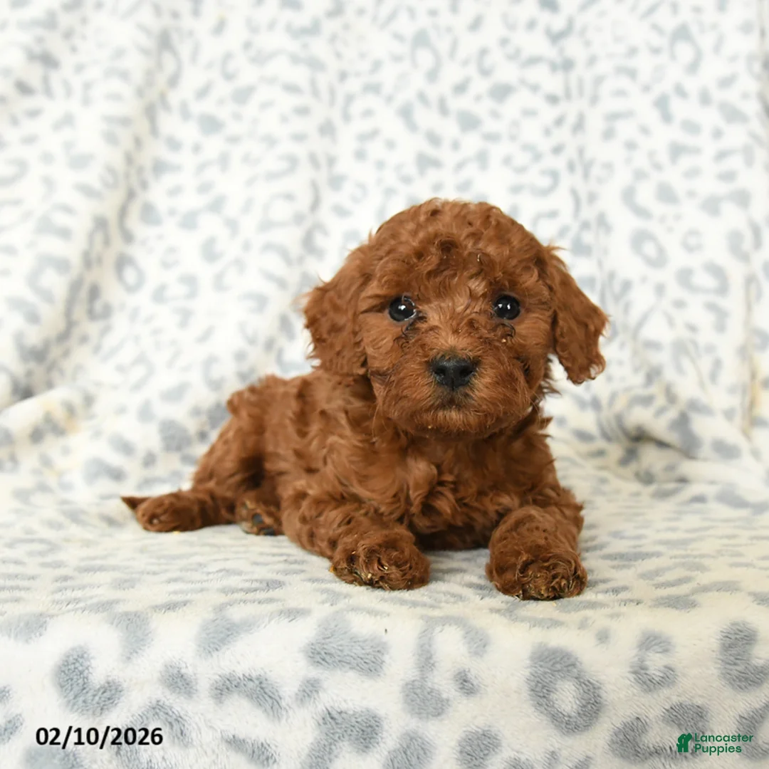 Miniature Poodle dogs for sale: Liam - Ad 3