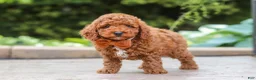 Miniature Poodle dogs for sale: Everest - Ad 4