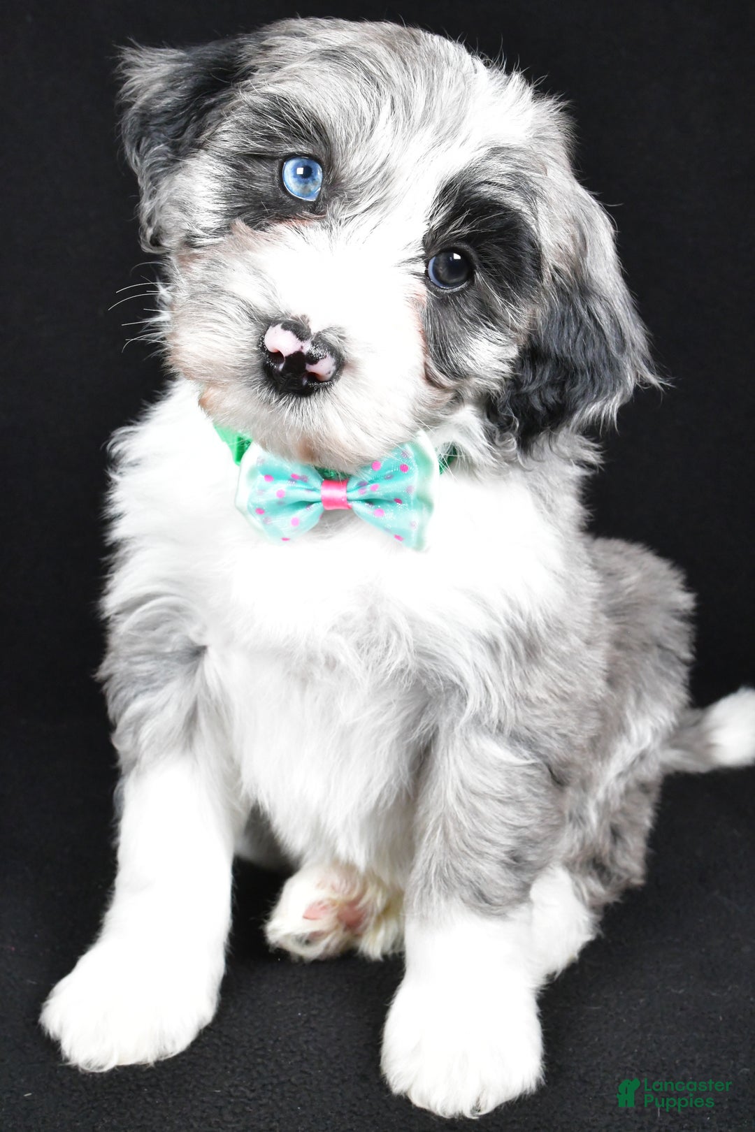 Sheepadoodle dogs for sale: Chase - Ad 7