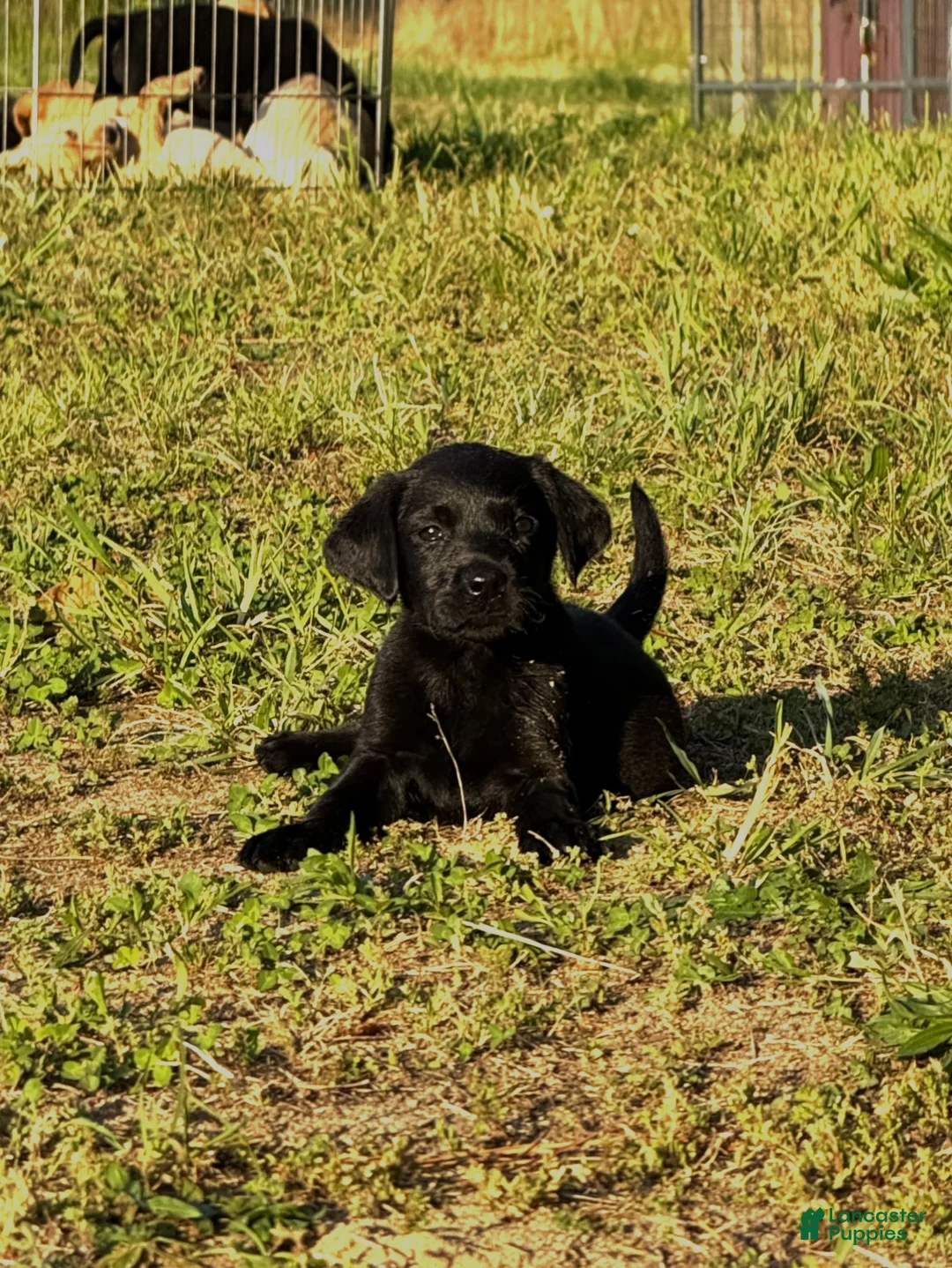 Labrador Retriever dogs for sale: Labrador Retriever Puppy 5 - Ad 1