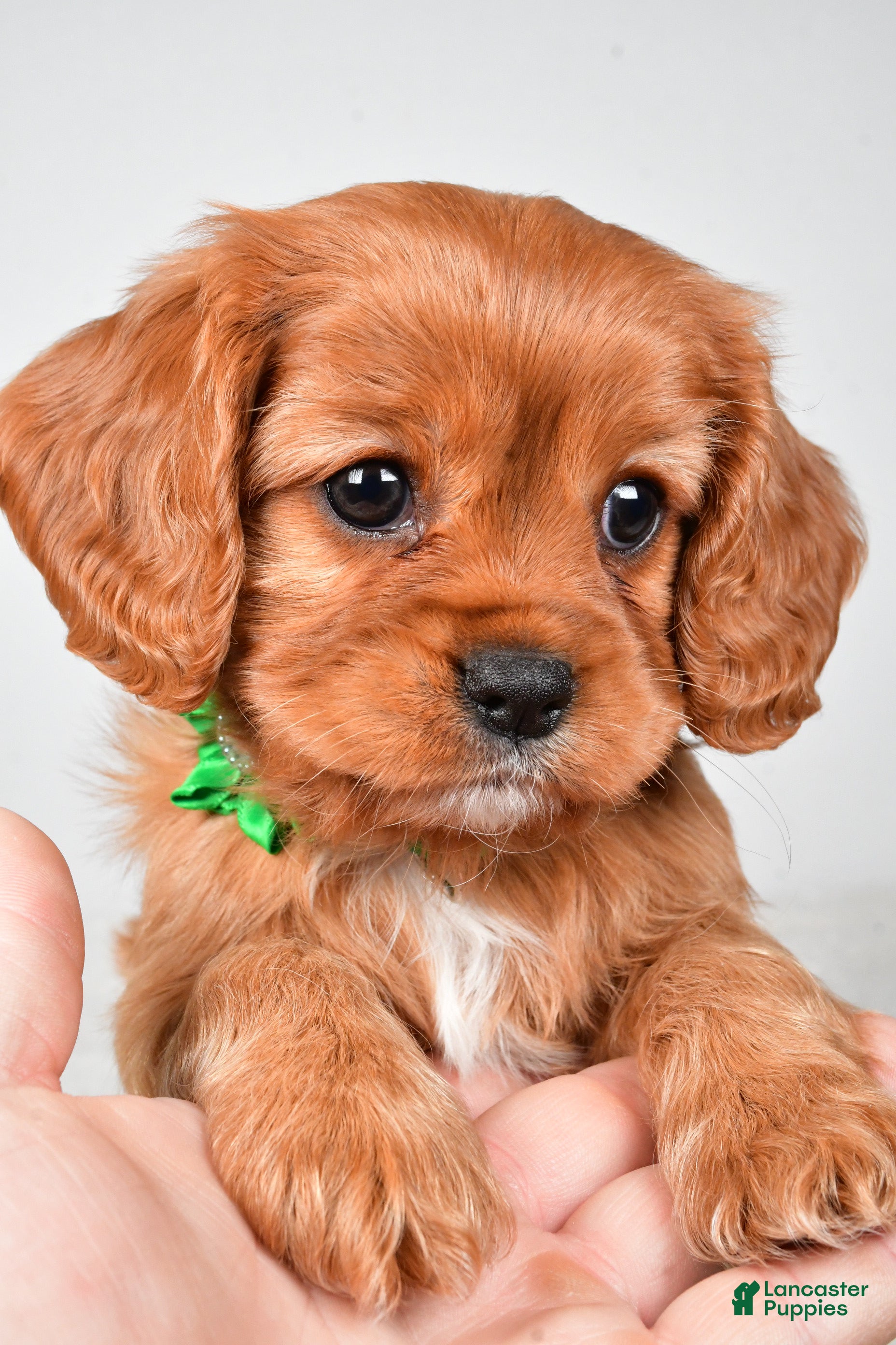 Cavalier King Charles Spaniel dogs Kara - Ad 1