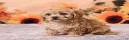Cavachon dogs for sale: Macey - Ad 2