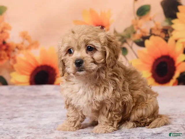 Cavachon dogs for sale: Macey - Ad 2