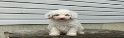 Miniature Poodle dogs for sale: Daxton Miniature Poodle  - Ad 7