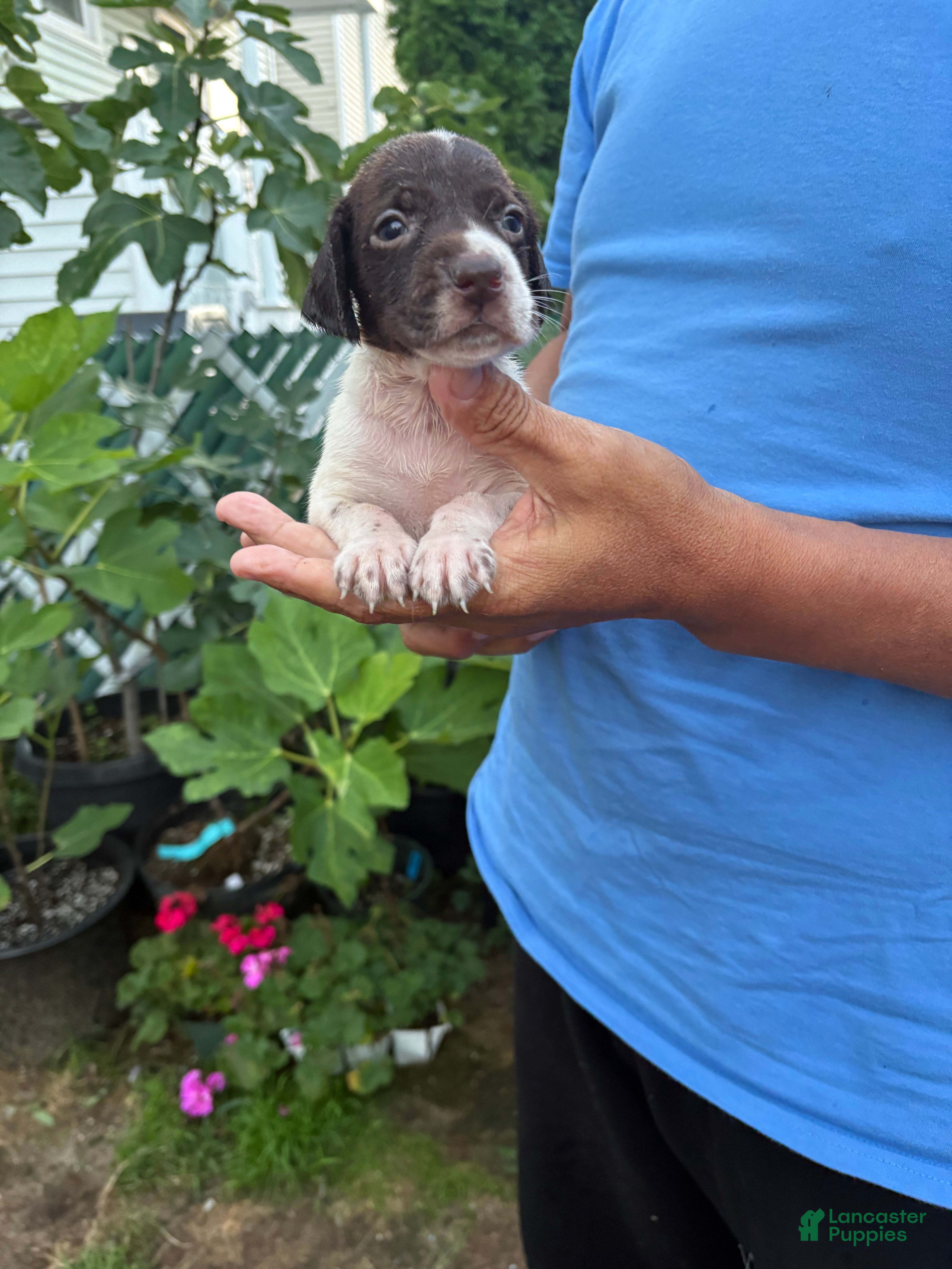 German Shorthaired Pointer dogs German Shorthaired Pointer Female 3 - Ad 1