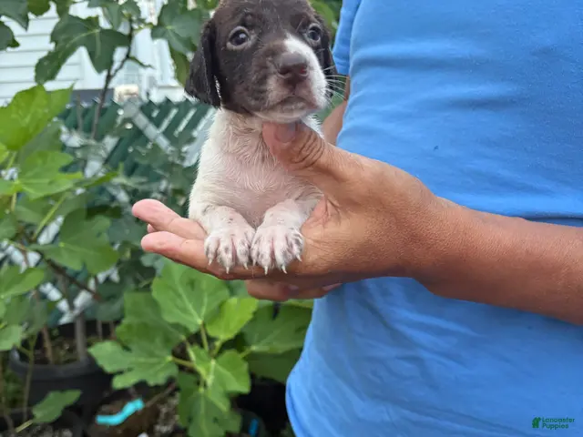German Shorthaired Pointer dogs for sale: German Shorthaired Pointer Female 3 - Ad 1