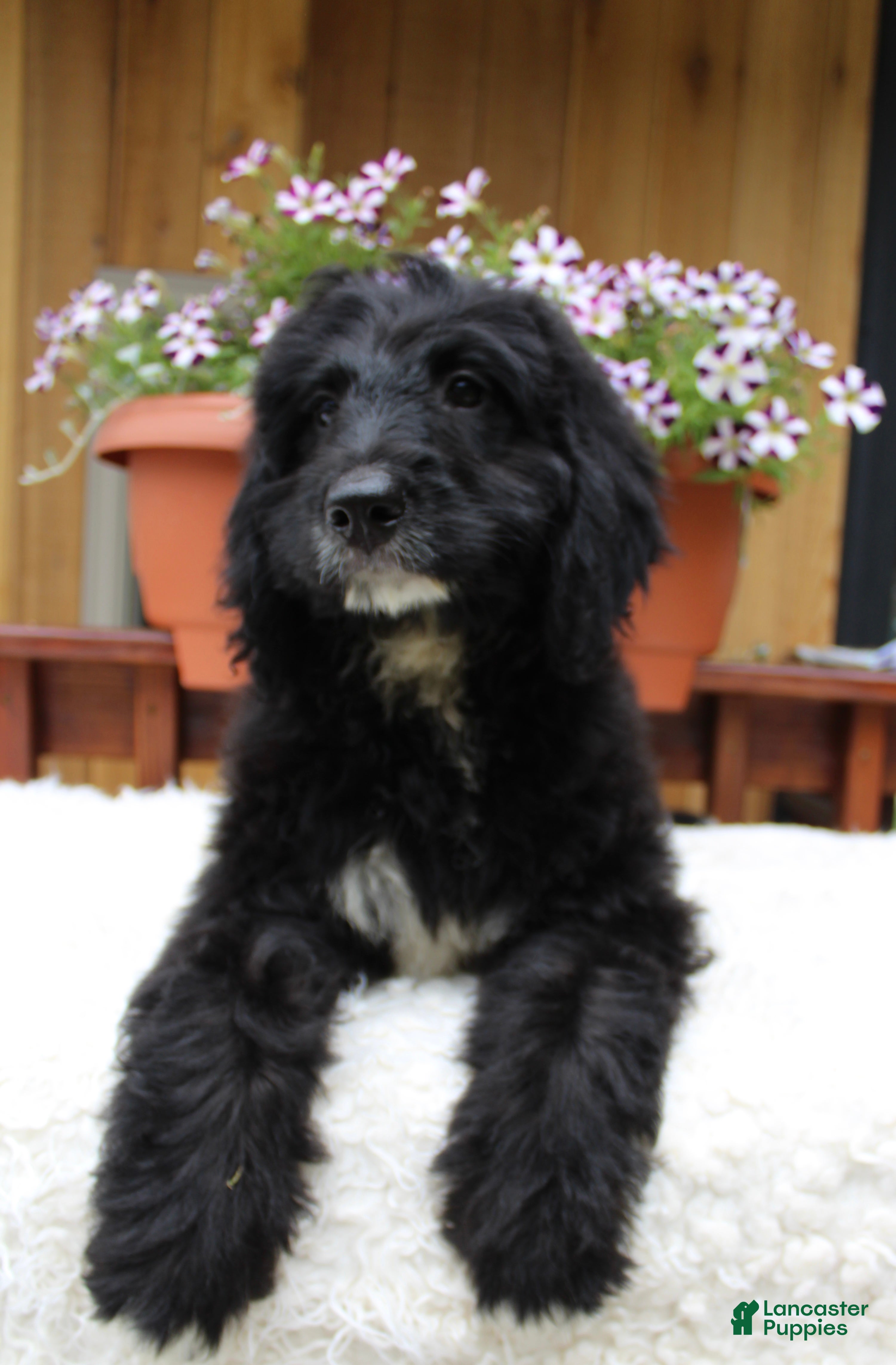 Bernedoodle dogs Mason - Ad 1