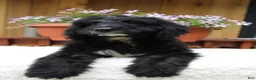 Bernedoodle dogs for sale: Mason - Ad 1