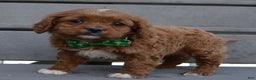 Cavapoo dogs for sale: Cora - Ad 7
