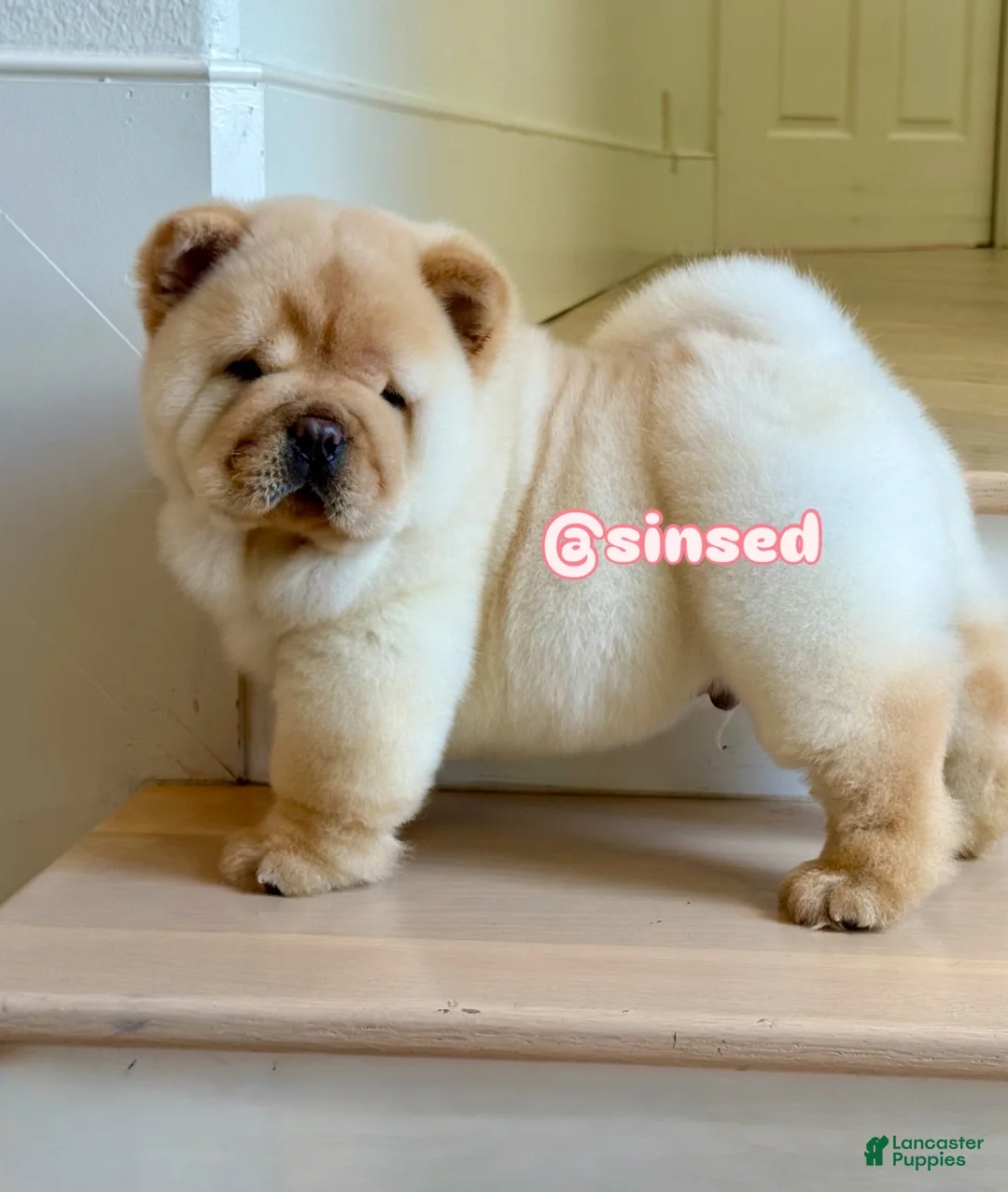 Chow Chow dogs for sale: St Nick  - Ad 4