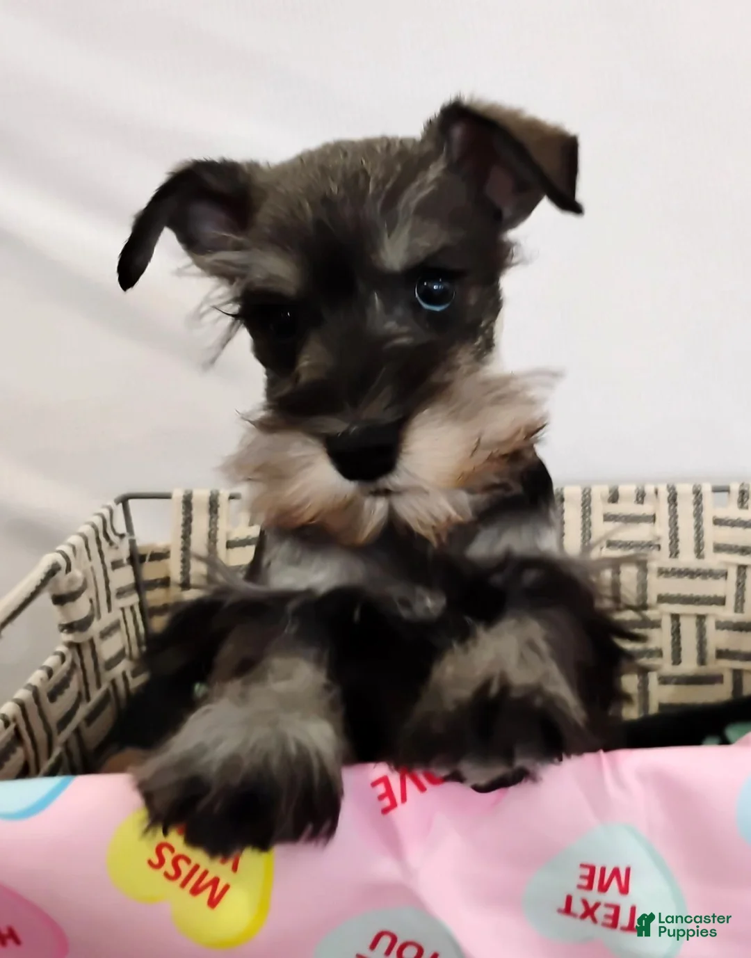 Miniature Schnauzer dogs for sale: Poochie - Ad 5