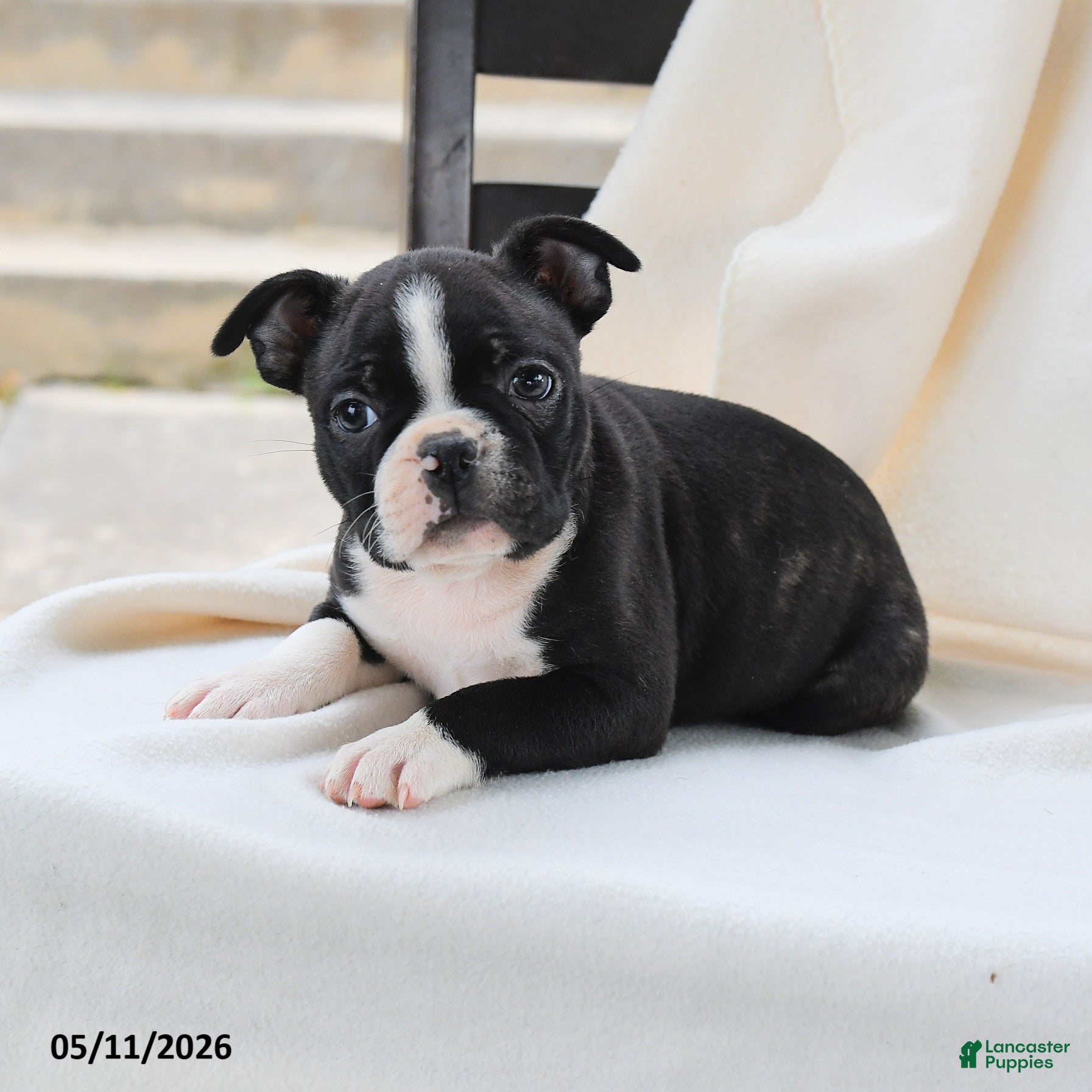 Boston Terrier dogs Arthur - Ad 2