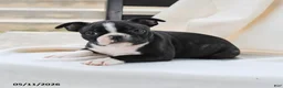 Boston Terrier dogs for sale: Arthur - Ad 2