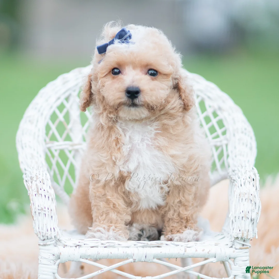 Maltipoo dogs for sale: Bronx F1B - Ad 2
