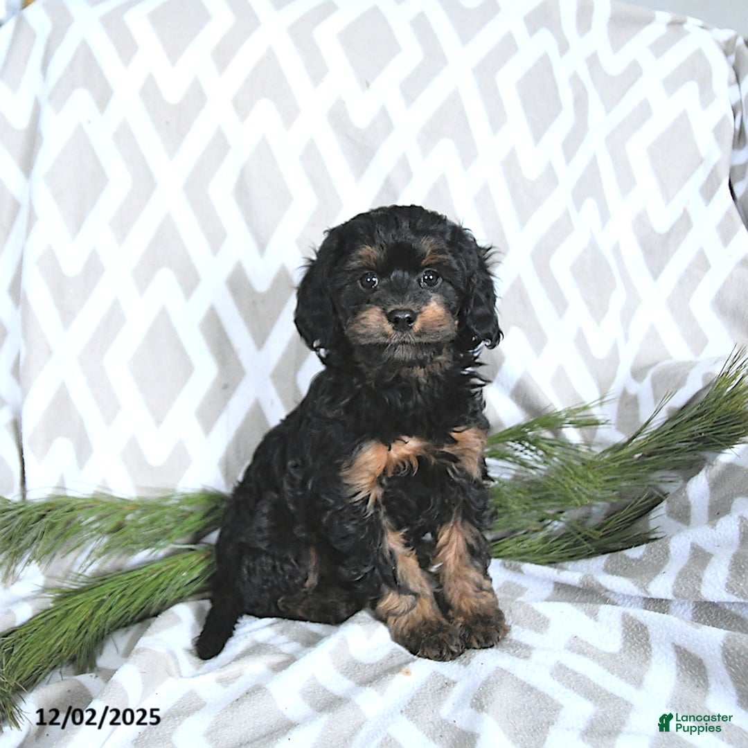 Cavapoo dogs for sale: Holly - Ad 1