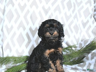 Cavapoo dogs Holly - Ad 16