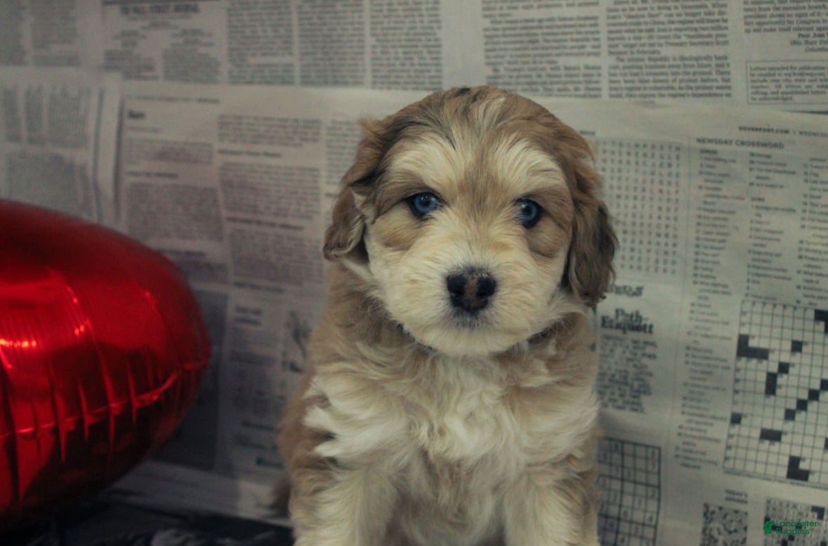 Mixed Breed dogs Ange - Ad 10