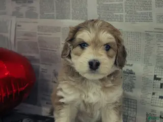 Mixed Breed dogs Ange - Ad 10