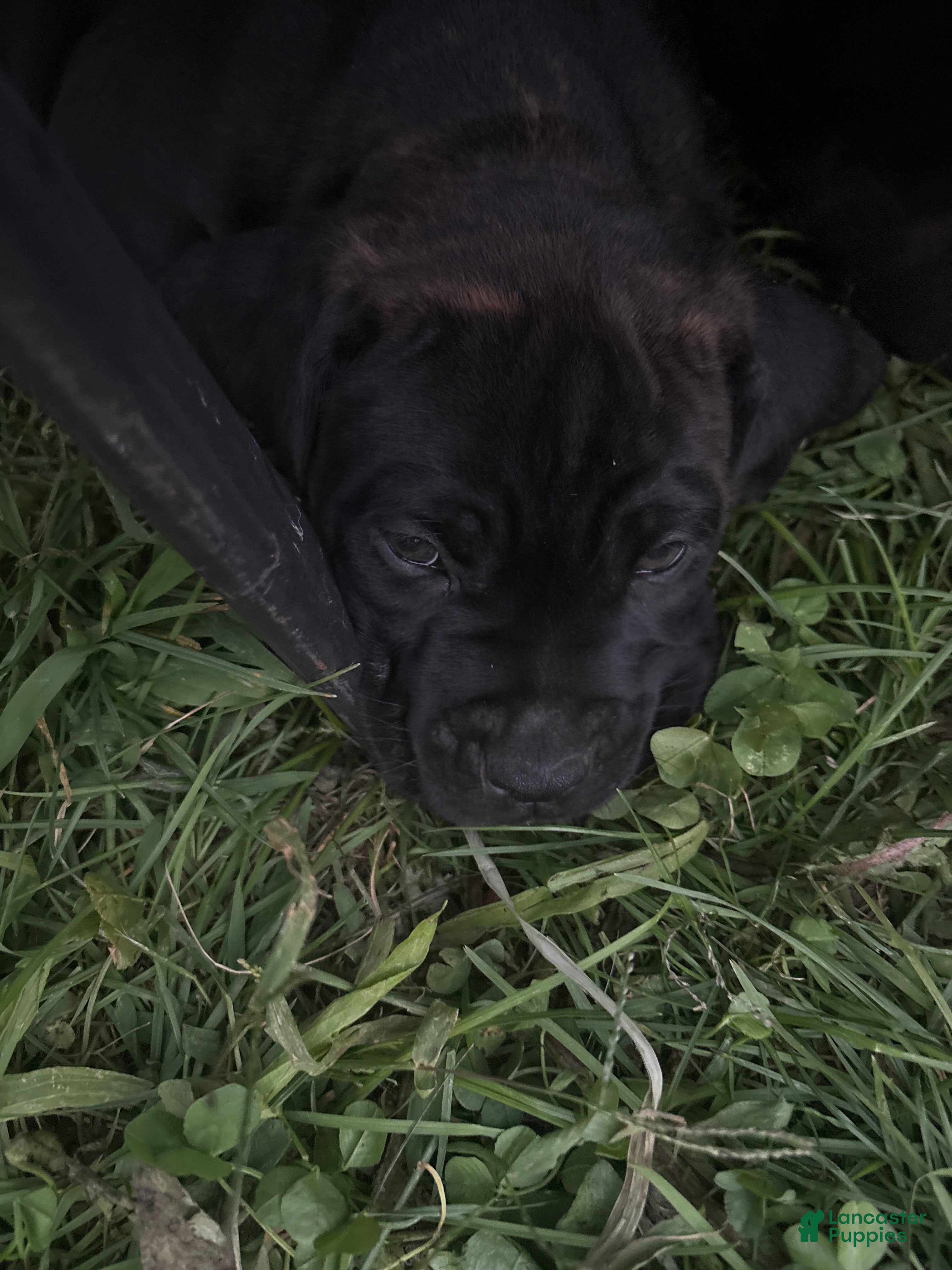 Mixed Breed dogs Mixed Breed 3 - Ad 25