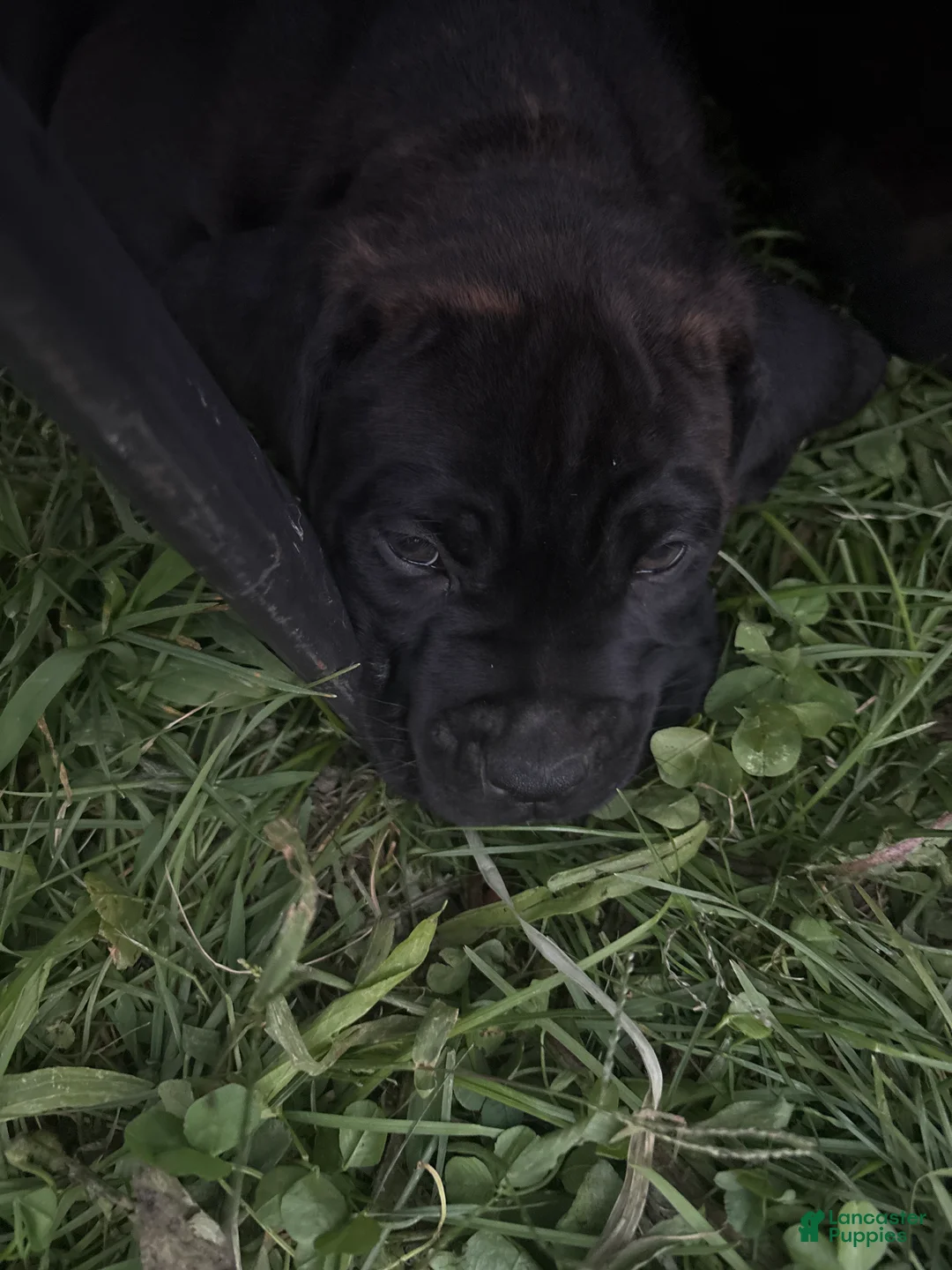 Mixed Breed dogs for sale: Mixed Breed 3 - Ad 1