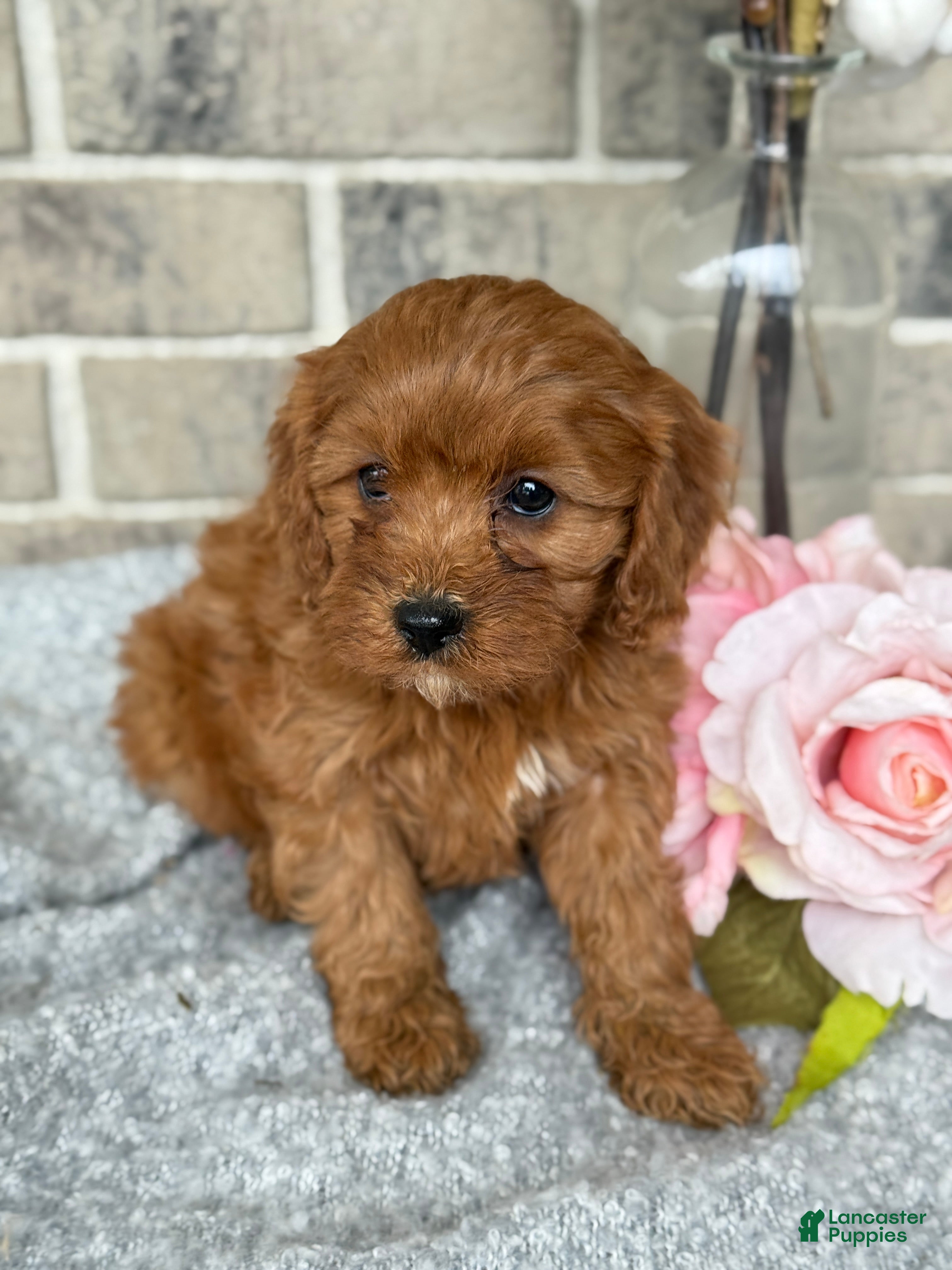 Cavapoo dogs for sale: Kiki - Ad 2