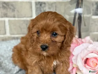 Cavapoo dogs for sale: Kiki - Ad 2