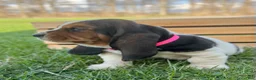 Basset Hound dogs for sale: Clara - Ad 14