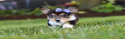 Welsh Corgi Pembroke dogs for sale: Debbie - Ad 7