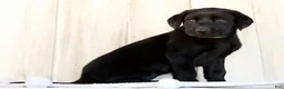 Labrador Retriever dogs for sale: Allie - Ad 4