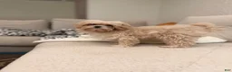 Maltipoo dogs for sale: Maltipoo 1 - Ad 2