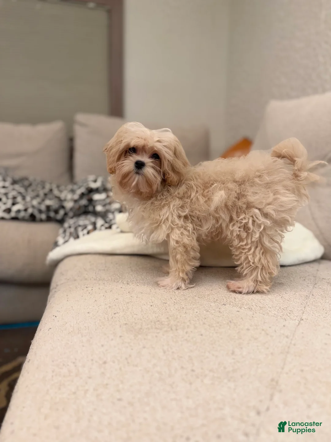 Maltipoo dogs for sale: Maltipoo 1 - Ad 2
