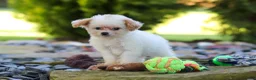 Cavapoo dogs for sale: Mila - Ad 4