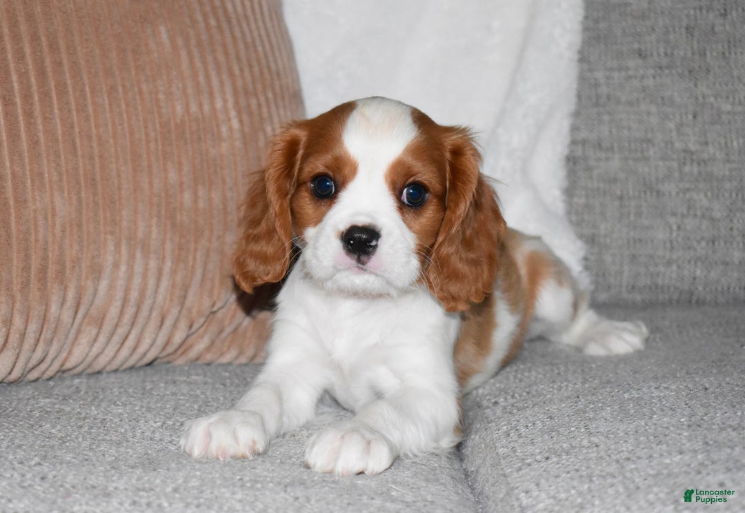 Cavalier King Charles Spaniel dogs for sale: Mack - Ad 7