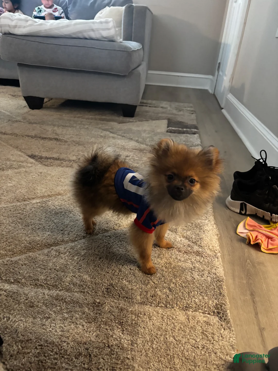 Pomeranian dogs for sale: Pomeranian 1 - Ad 2