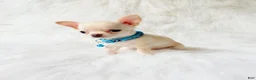 Chihuahua dogs for sale: Louie - Ad 5