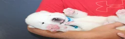 Akita dogs for sale: AKC Ice - Ad 3