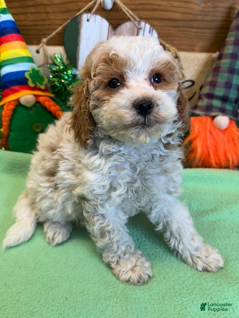 Mini Goldendoodle dogs Rita - Ad 27