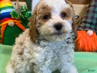 Mini Goldendoodle dogs Rita - Ad 27