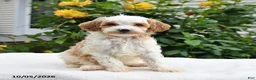 Mini Goldendoodle dogs for sale: Patches - Ad 8