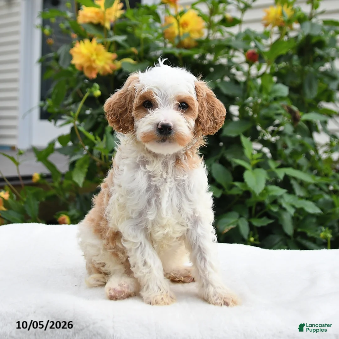 Mini Goldendoodle dogs for sale: Patches - Ad 8