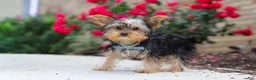 Yorkshire Terrier dogs for sale: Ollie - Ad 4