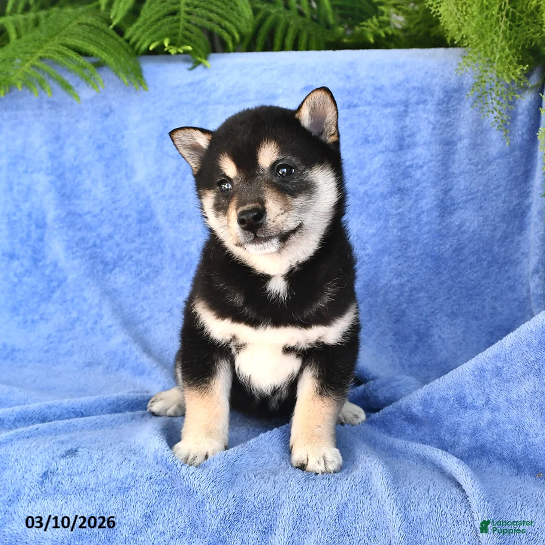 Shiba Inu dogs for sale: Daisy - Ad 2