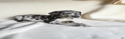 Great Dane dogs for sale: Tank-neon yellow - Ad 8