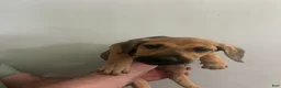 Mixed Breed dogs for sale: Puppy 8  - Ad 1